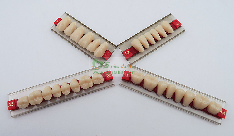 Two layer Acrylic Resin Teeth